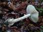 Gyilkos galóca (Amanita phalloides), Pilis